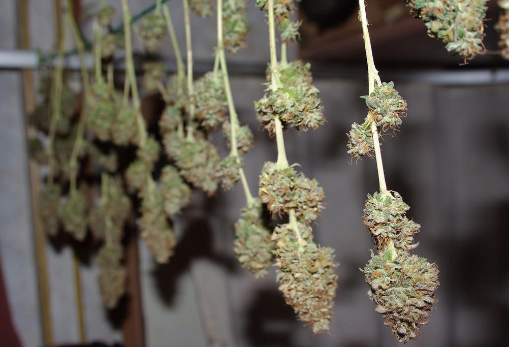 The First Medical Marijuana Growing Permits Have Been Granted In Pennsylvania