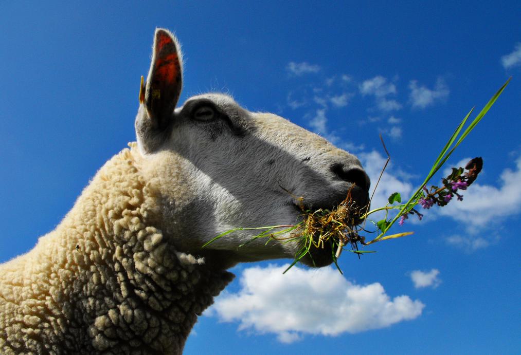 sheep ewe wool