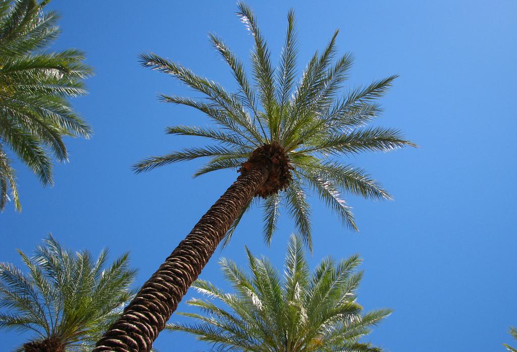 Palm Trees