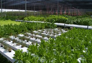 Former Amazon Distribution Vet Joins Indoor Farming Startup To Oversee Expansion