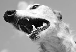 hound dog beast