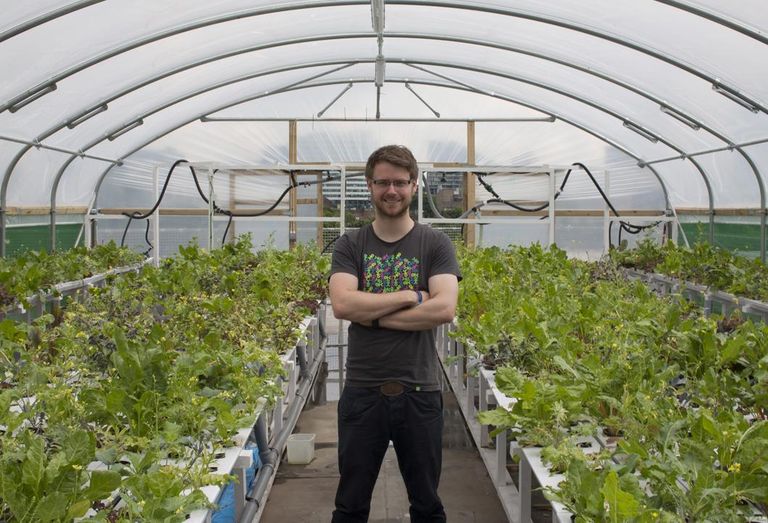salads vegetables growing roof office acquaponis hydroponics