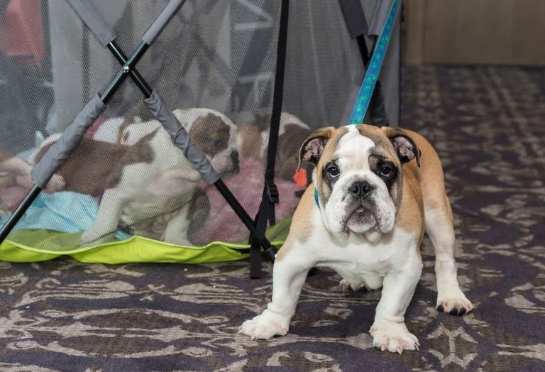 Attendees at Bisnow's Build-To-Rent Annual Conference in London got to enjoy bulldog puppies/