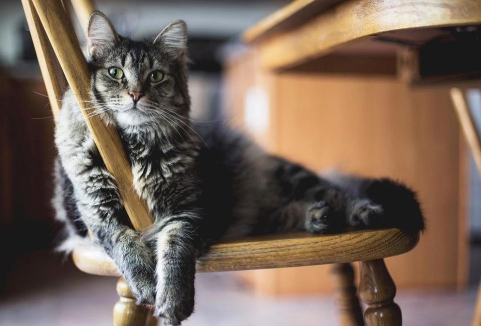 cat
