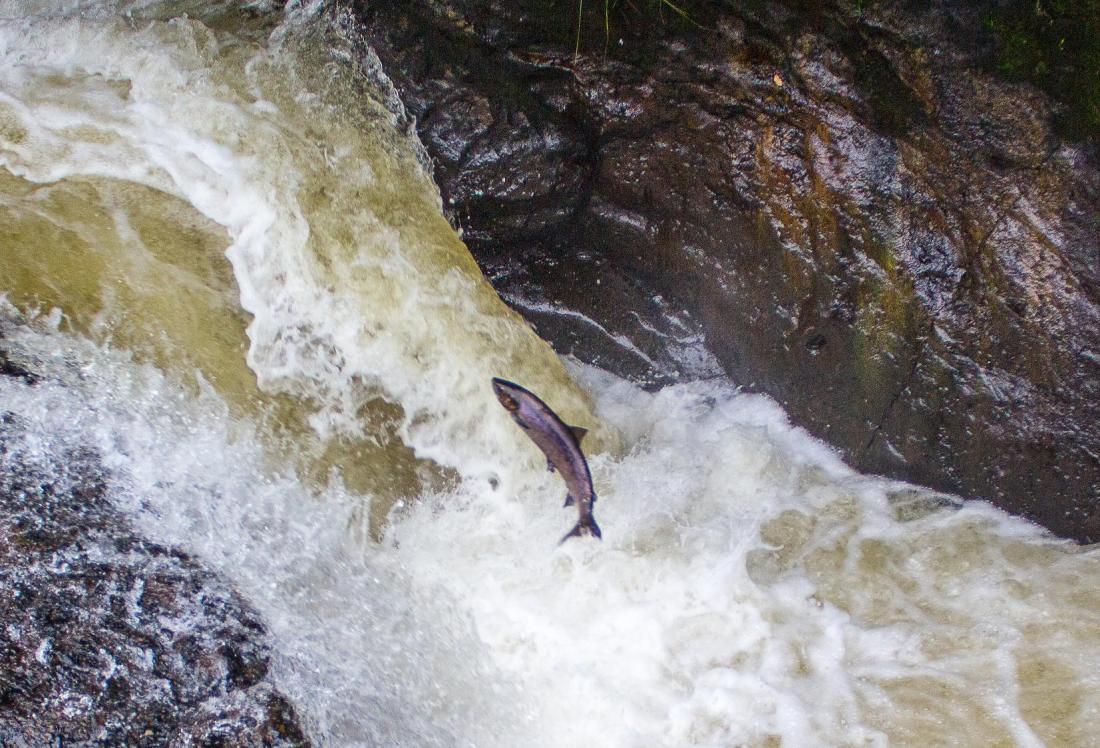 Who Knew The Salmon Industry Was So Important To Miami Real Estate?