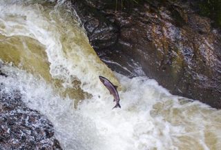 Who Knew The Salmon Industry Was So Important To Miami Real Estate?