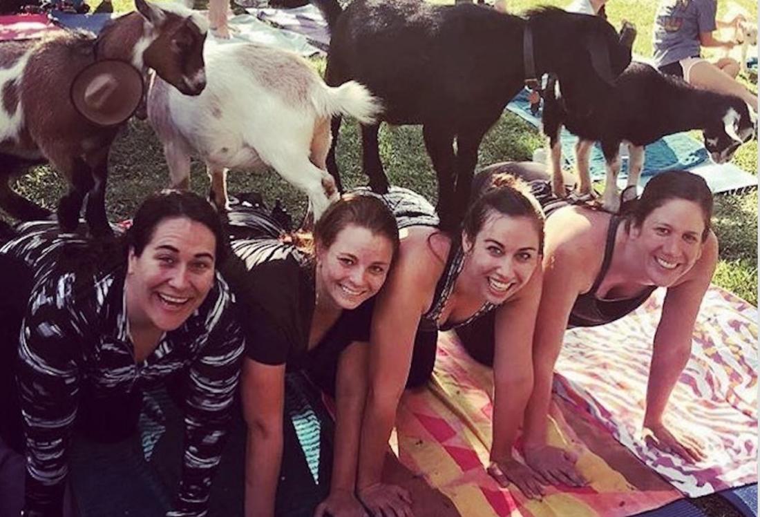 You Can't Bleat This New Offering: Goat Yoga