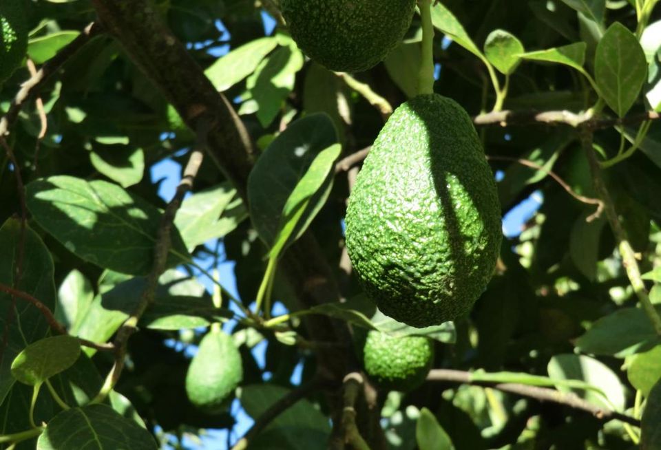 San Diego is the California's top avocado growing area. These avocados are growing at the Perricone Grove in San Diego County's Pauma Vallley.