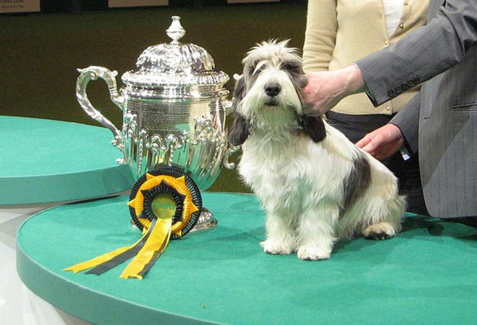 dog show prize