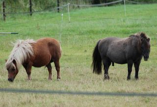 Miniature Horses In Commercial Buildings? If They're Service Animals, The Answer Is Yes
