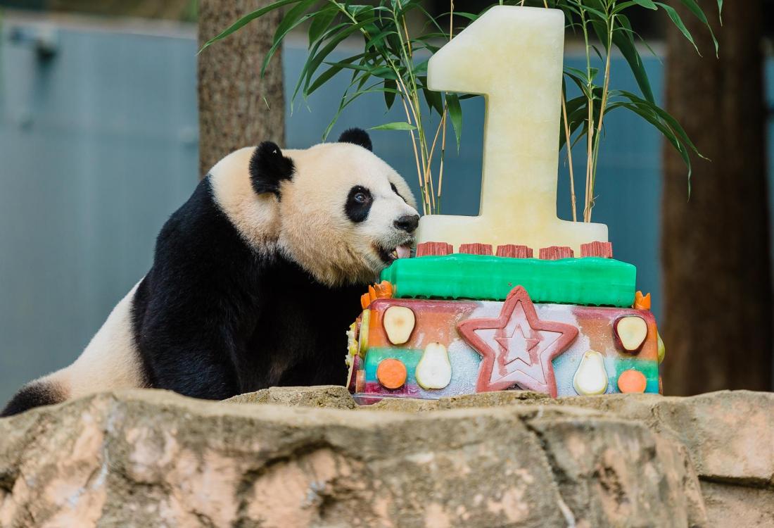 Panda Birthday! 