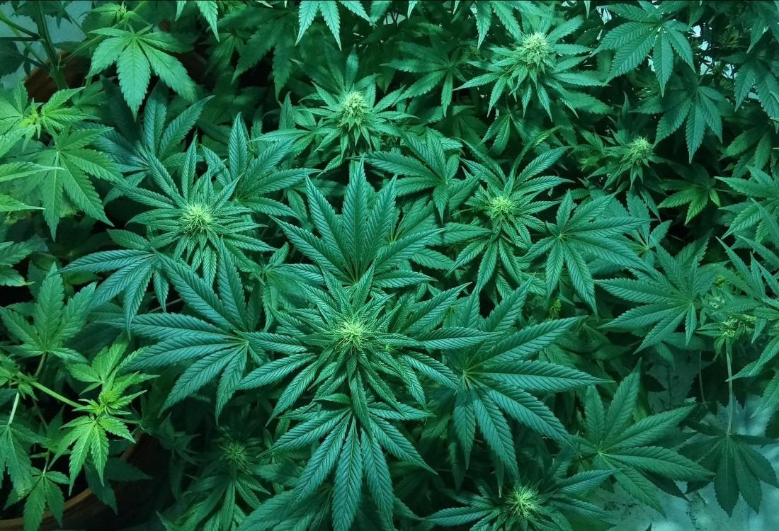 Marijuana, pot, weed