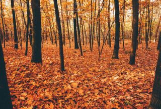 Autumn