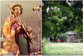 My Celebrity Airbnb: Stay A Night In Jimi Hendrix's Hawaiian Hideaway