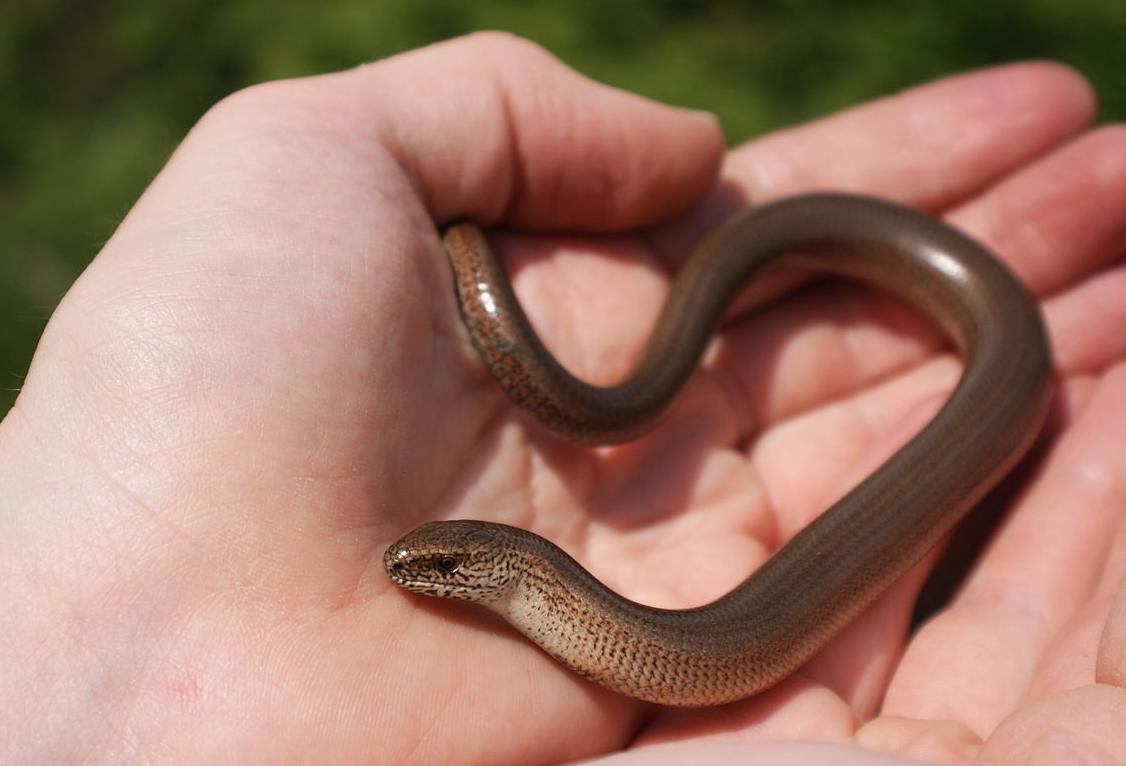 New Biodiversity Rules Could Nix Brownfield Development 