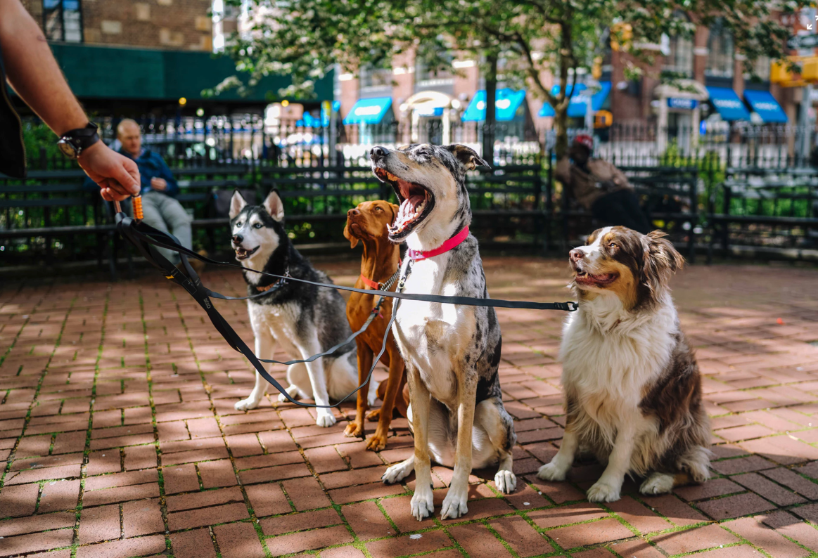 NYC Pet Laws Put Landlords In A Bind Between Accommodation And Abuse