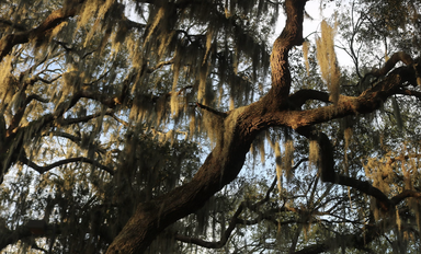 State of Savannah Commercial Real Estate