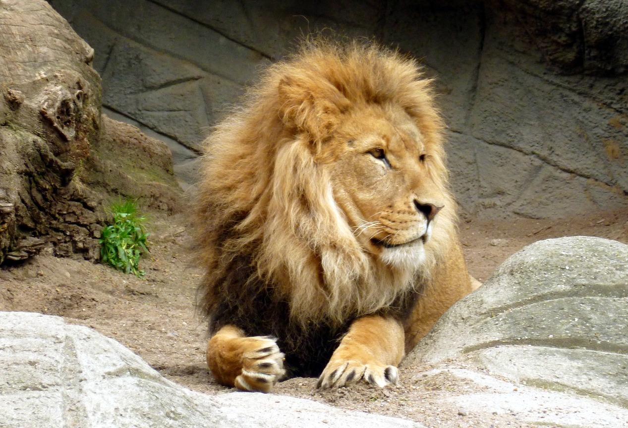 These Big Beasts Have Cash And Are Shopping For Bargains
