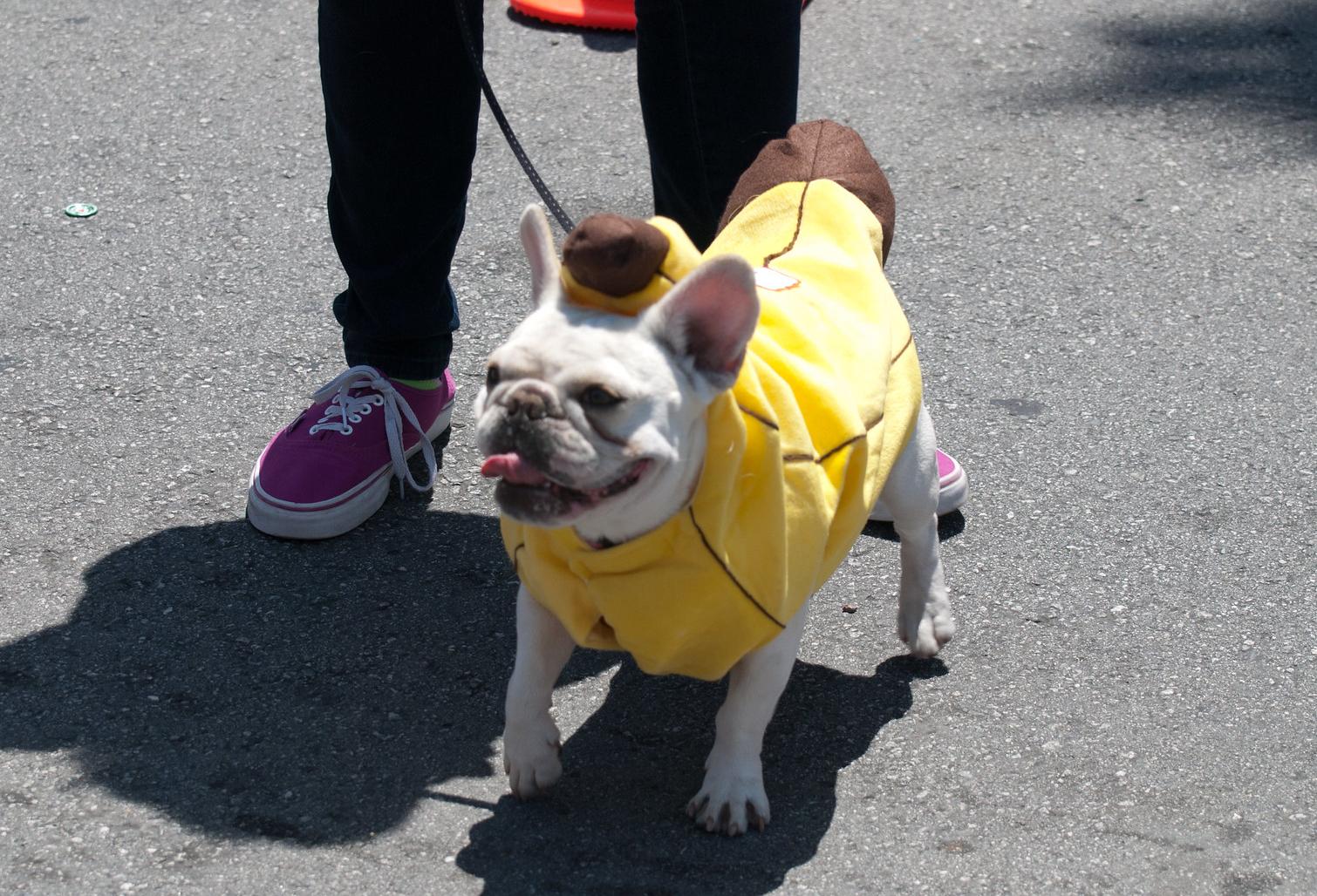 The BTR Tenant You Might Have Forgotten To Cater For: Dogs