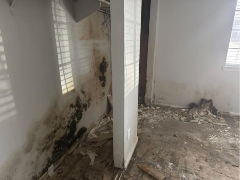 Room with severe mold damage on walls and floor, peeling paint, and debris scattered on the ground. Sunlight through blinds highlights the damage.