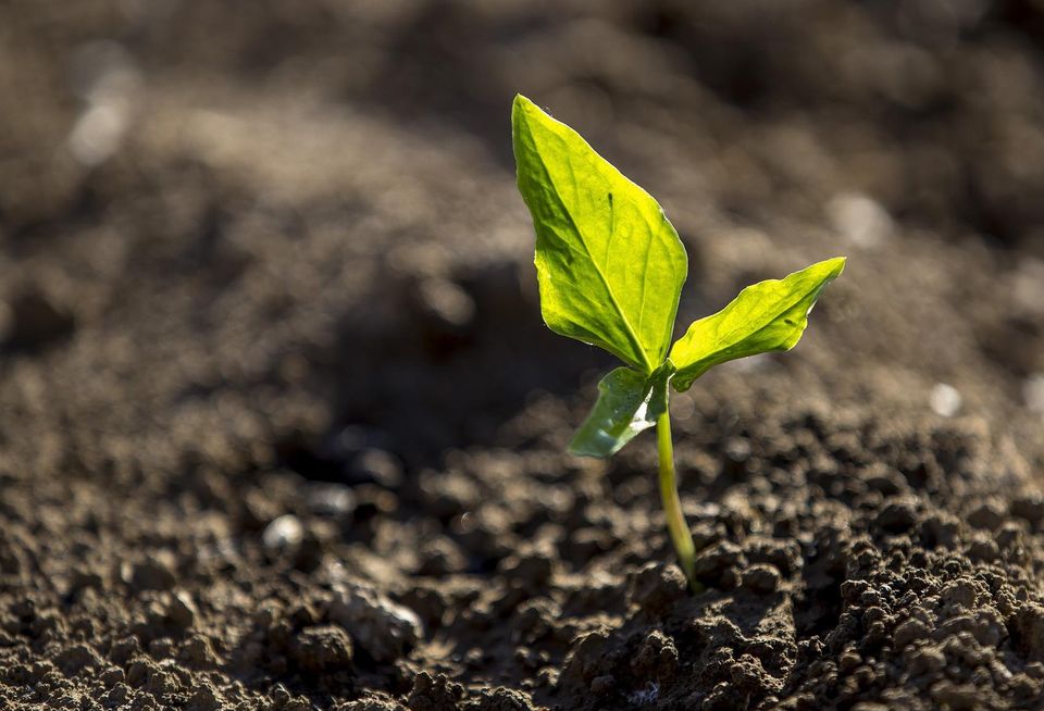 Plant growth land