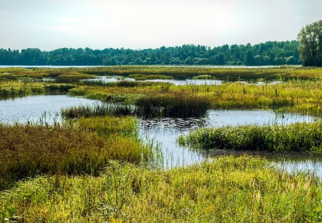Lush wetland landscape with tall grasses, small reflective water bodies, and a distant tree line under a clear sky.