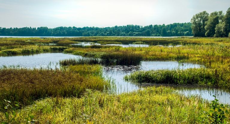 Lush wetland landscape with tall grasses, small reflective water bodies, and a distant tree line under a clear sky.
