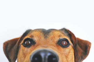 All Dogs May Go To Heaven, But The Office? That’s Where Things Get A Little Fuzzy