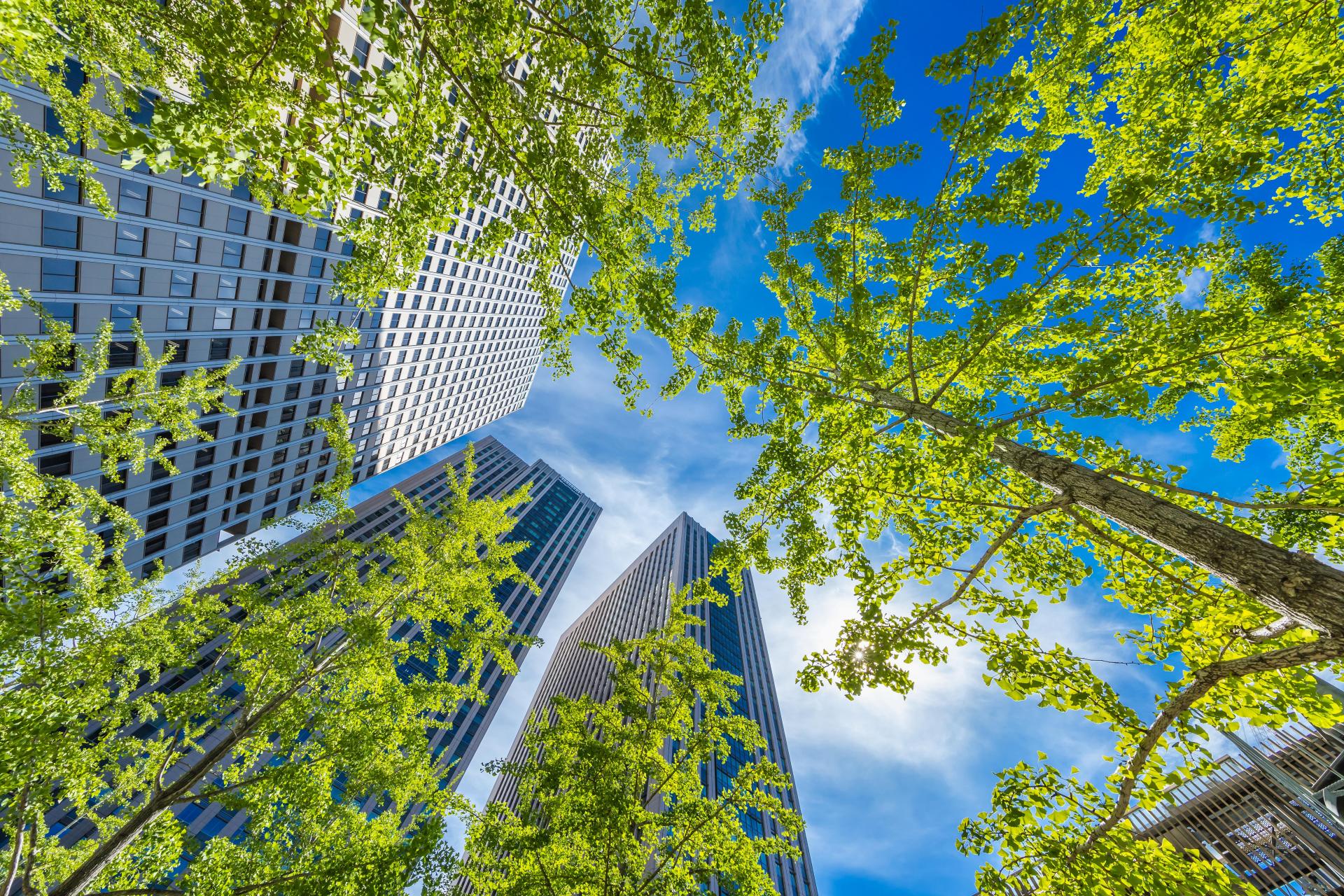 Tree, office building