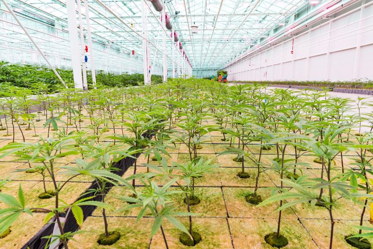 Cannabis Greenhouse