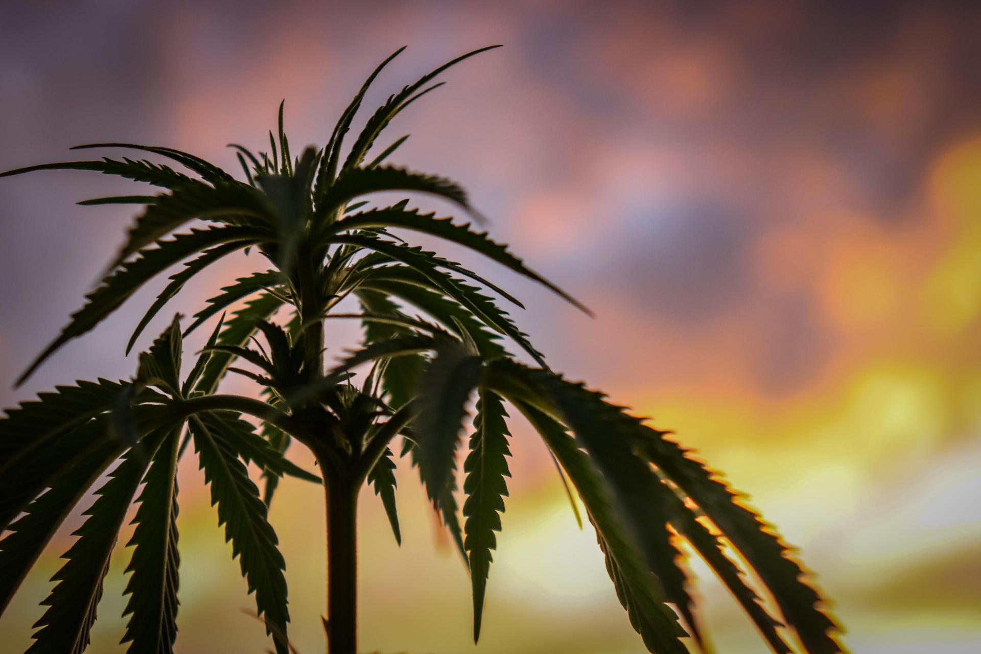 Circle K To Partner With Green Thumb, Roll Out Marijuana Sales In Florida