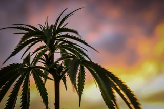 Circle K To Partner With Green Thumb, Roll Out Marijuana Sales In Florida