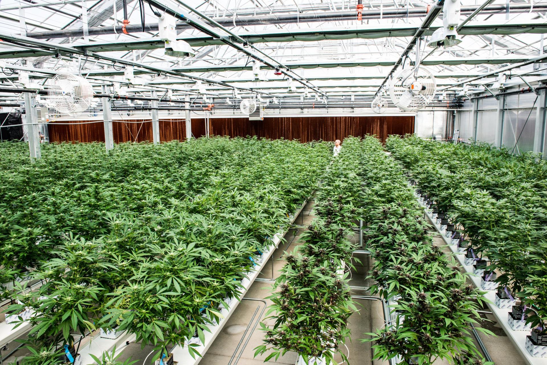 Canndescent operator REIT SPAC