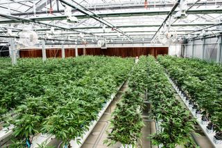 Canndescent operator REIT SPAC