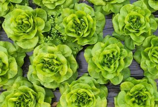 The Next Niche Property Sector Could Be Salad Farms