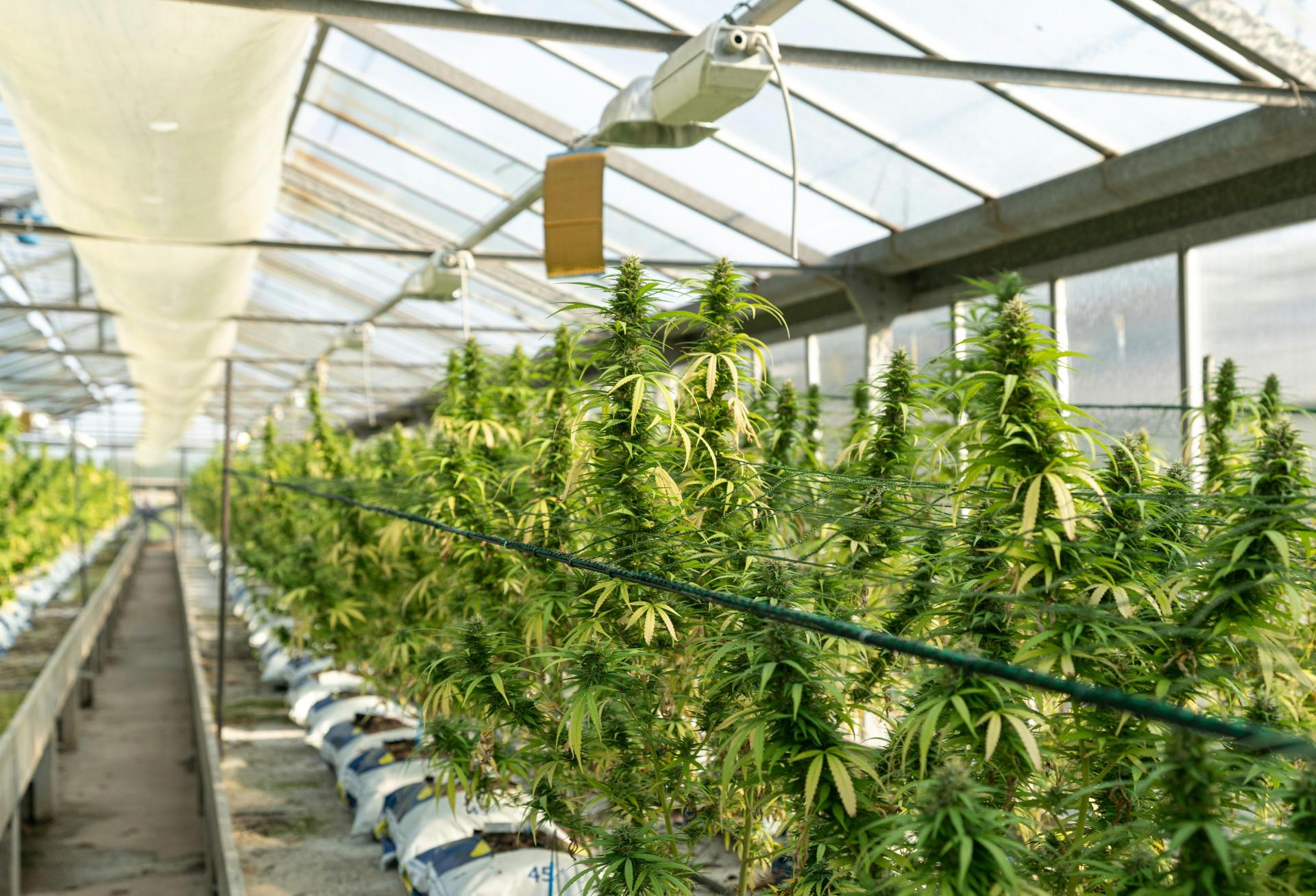 Shareholders Sue Cannabis REIT Over Looming Rent Defaults