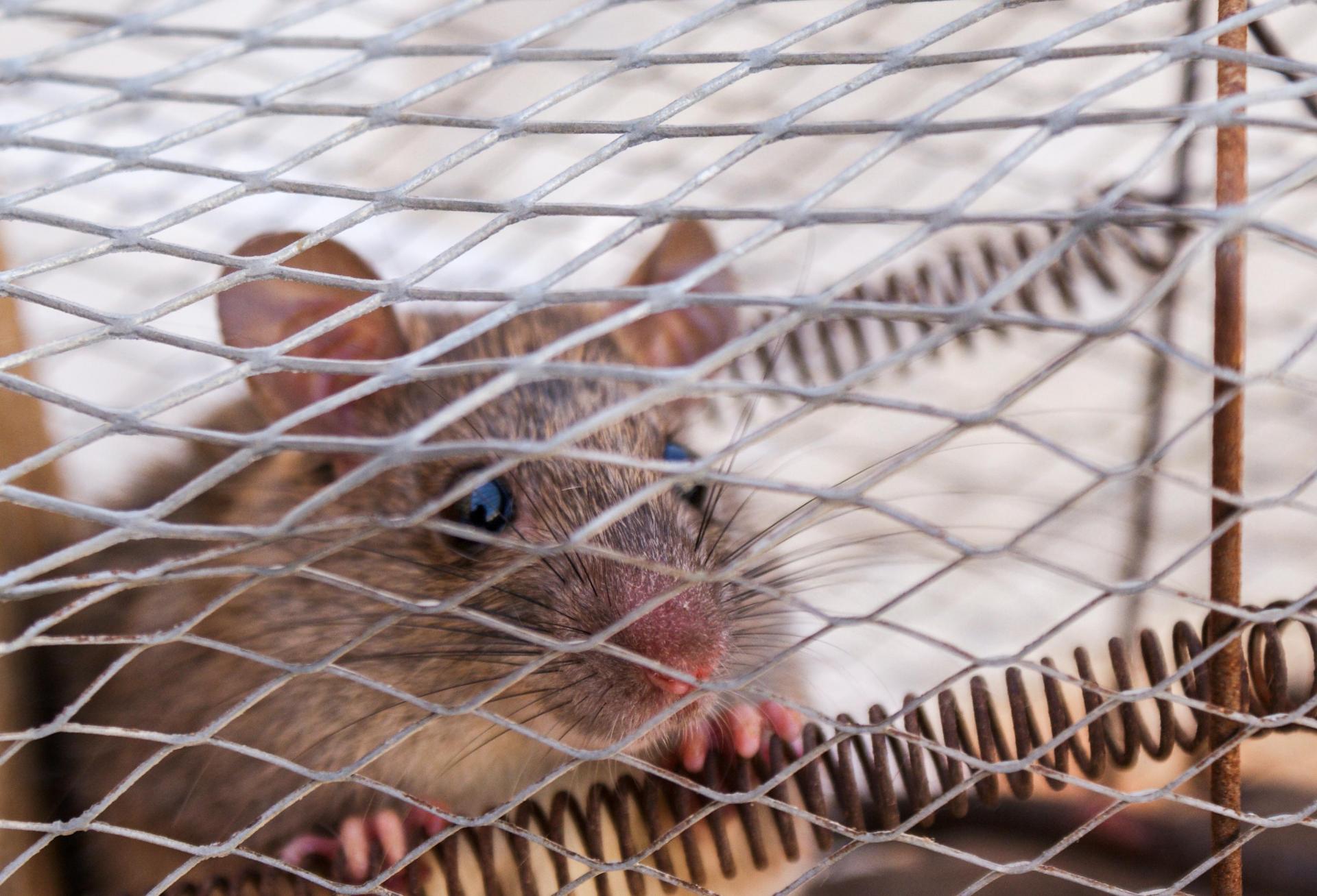 Rat-Infested Warehouse Adds To Headaches For Retailer Family Dollar