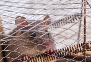 Rat-Infested Warehouse Adds To Headaches For Retailer Family Dollar
