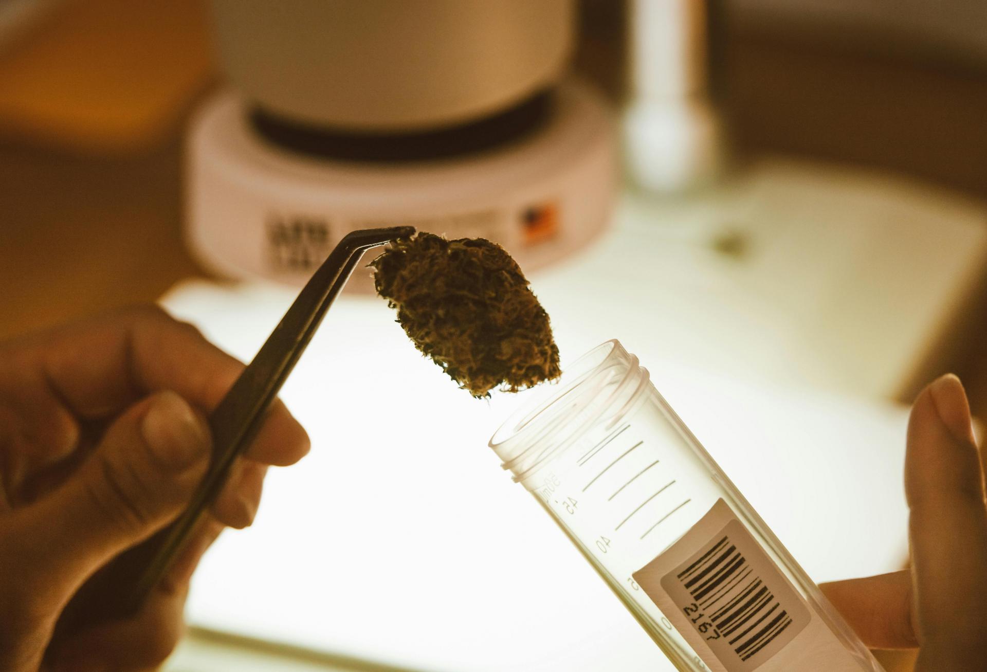 Crackdown On Unlicensed Cannabis Shops Triggers Alarm For Landlords