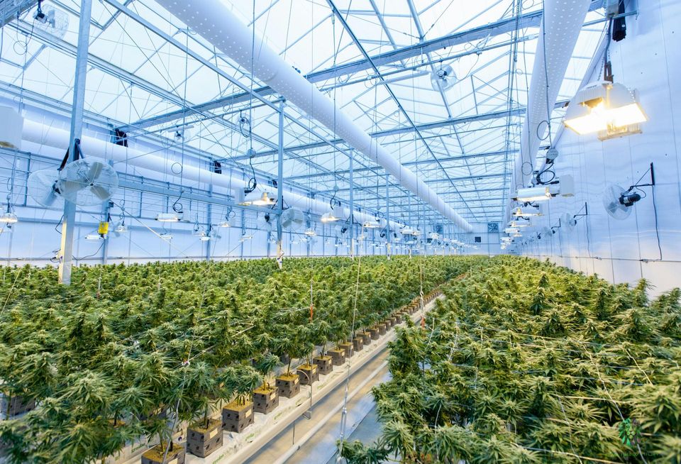 Marijuana interior grow house