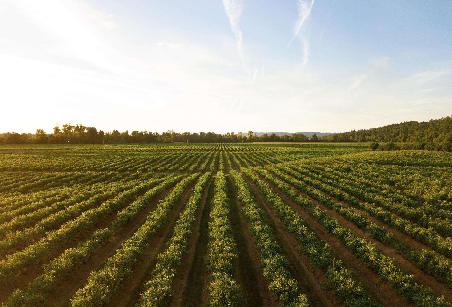 In A Turbulent Market, Could Farmland Be The Answer CRE Investors Are Searching For? 