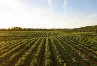 In A Turbulent Market, Could Farmland Be The Answer CRE Investors Are Searching For? 
