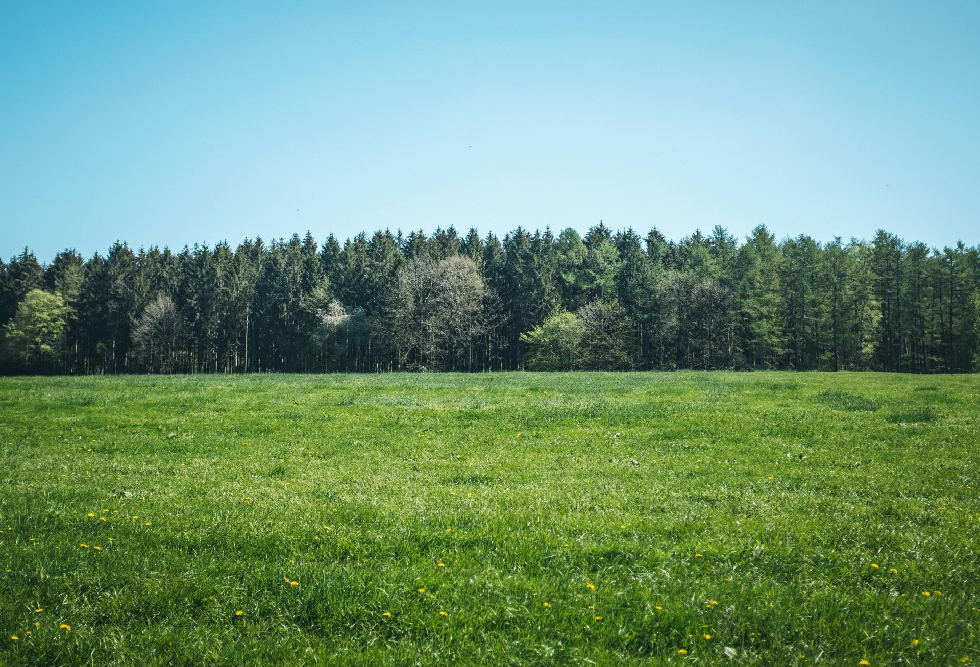 An empty plot of grassy undeveloped land with a forest at the back.