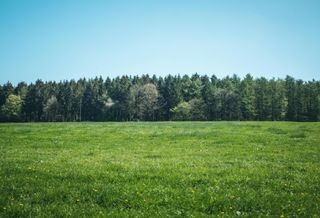 An empty plot of grassy undeveloped land with a forest at the back.
