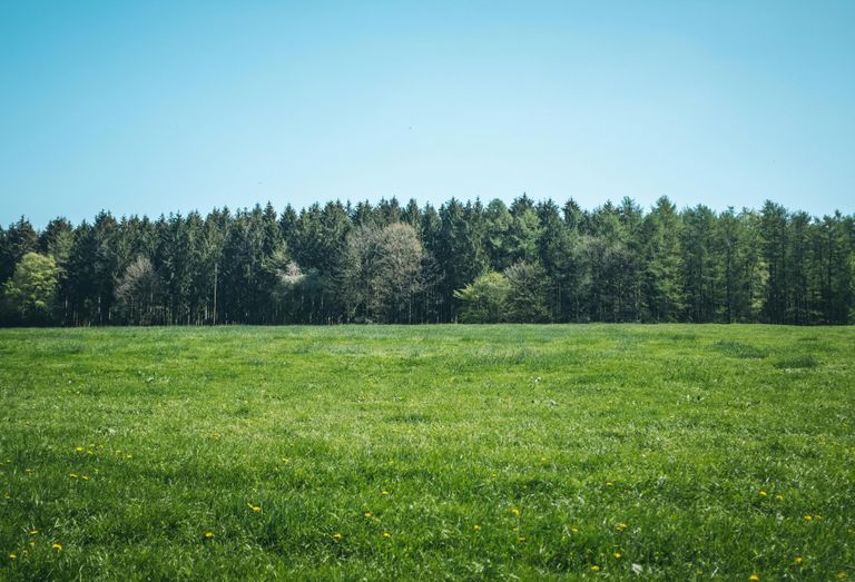 An empty plot of grassy undeveloped land with a forest at the back.