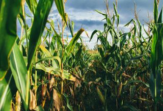 corn farm farmland