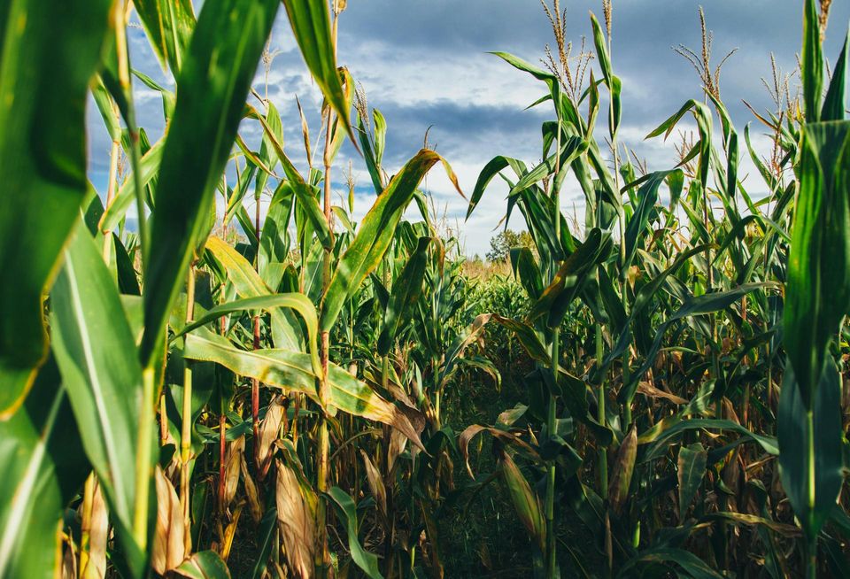 corn farm farmland