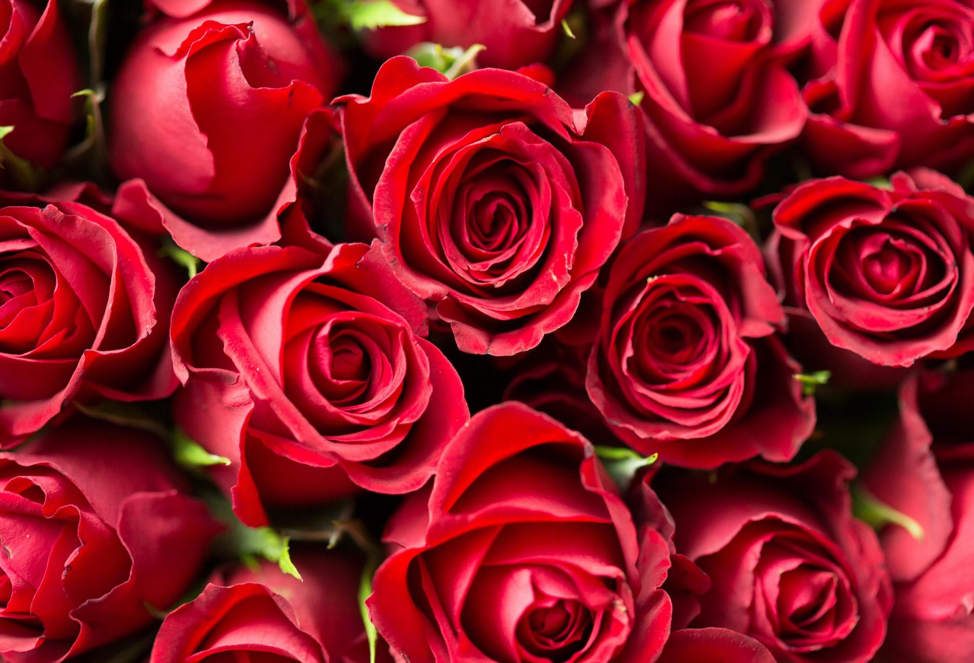 roses flowers red