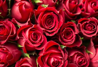 roses flowers red
