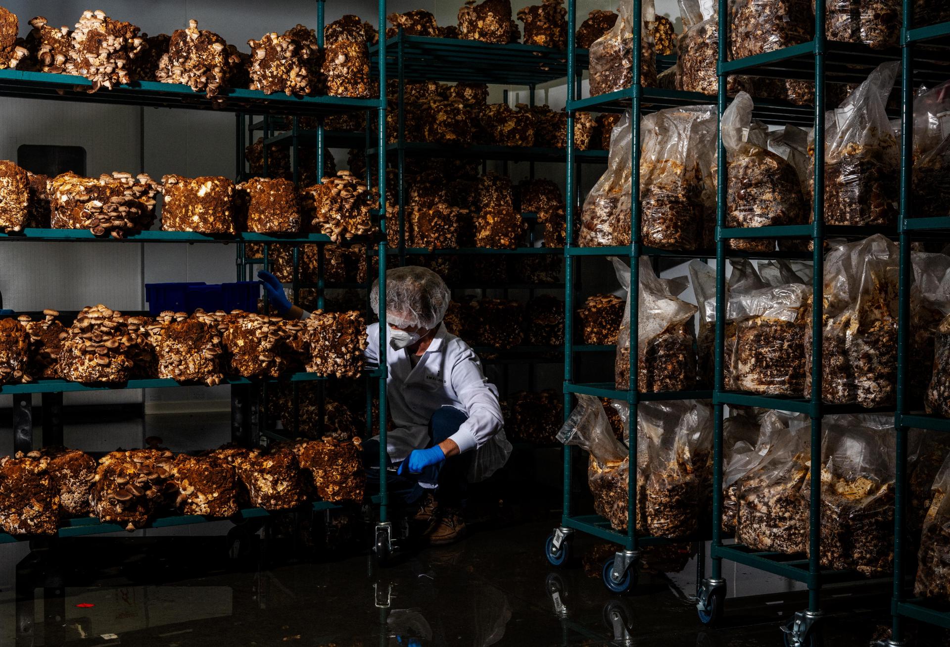 How Do You Find A Warehouse In LA When There Are None? Just Ask A Mushroom Farmer